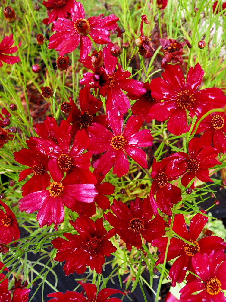 Coreopsis ‘Limerock Ruby’ – Plant with Purpose